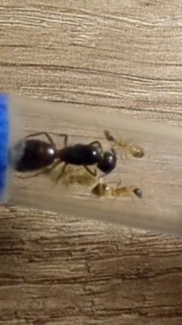 Camponotus Fellah 1 #antsminsk #муравьи #формикарий #camponotus #муравьинаяферма