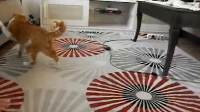Кот играет с ниткой