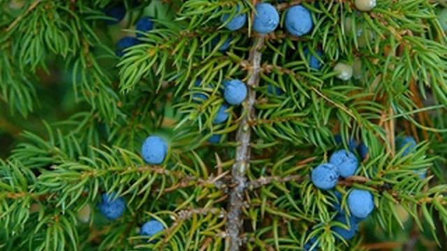 Помогут можжевельник и маточная трава.