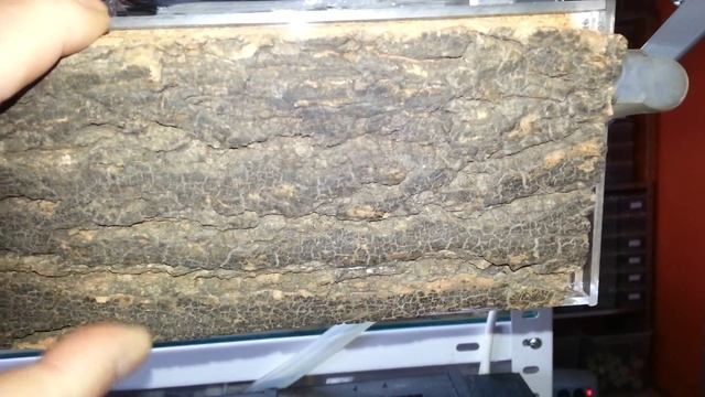 Crematogaster Scutellaris