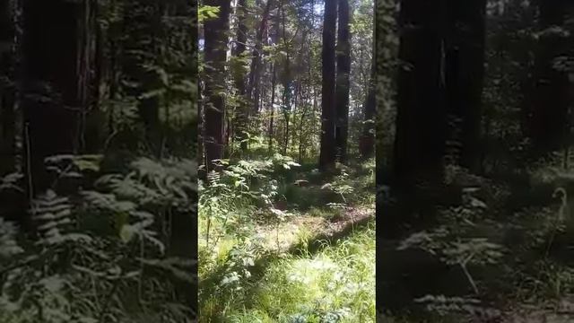 Утро в лесу.