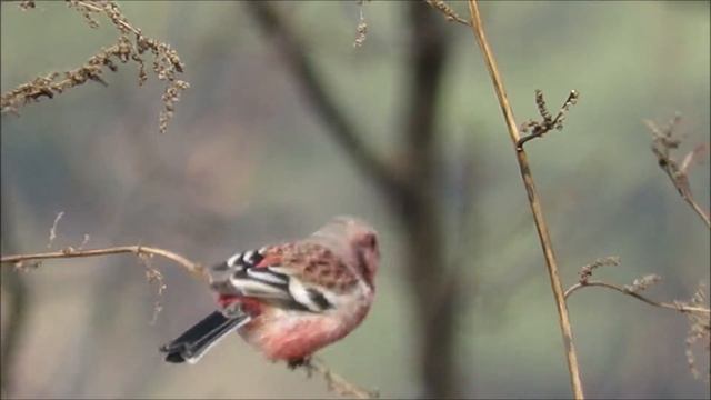 2505f2f14e485bfba5c37921f8139d9d