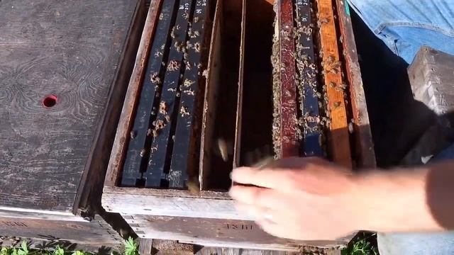 Промышленные пчеловоды Флориды. Часть 1 (Боб Бинни, США)