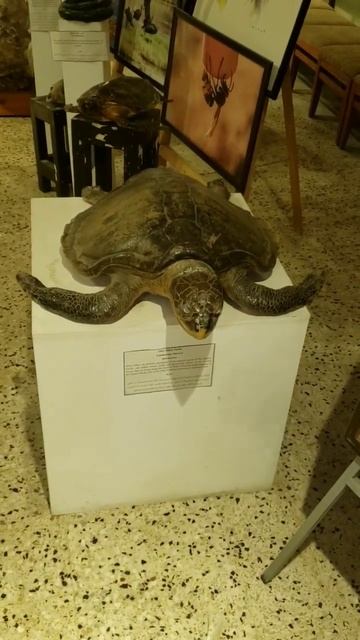 Sea Turtle In Museum
