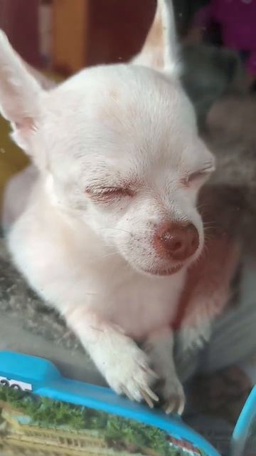 Эй двуногий, не мешай чилить...