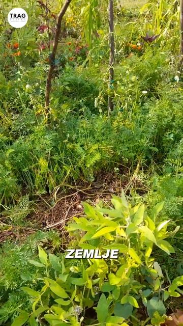 JEDNOSTAVAN Uzgoj MRKVE