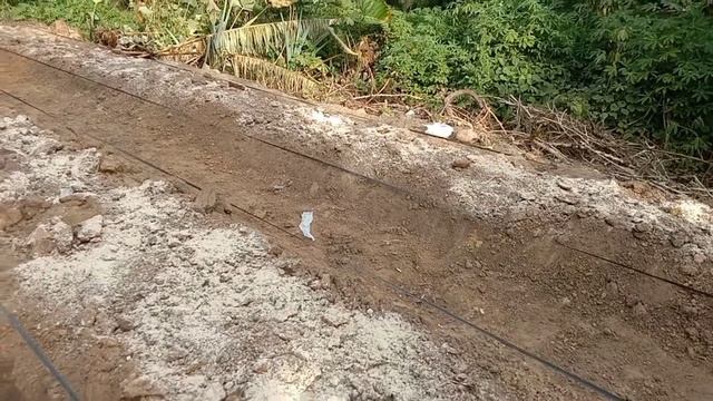 Pengolahan Lahan Cabe Pemberian Pupuk Dasar Pada Tanaman Cabe || Penyiapan  Pemberian Pupuk Dolomit