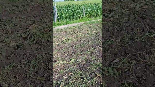 фрезеровка кукурузы на огороде