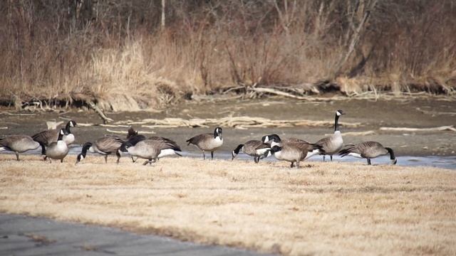 Пенсильвания, ранняя весна, птицы.