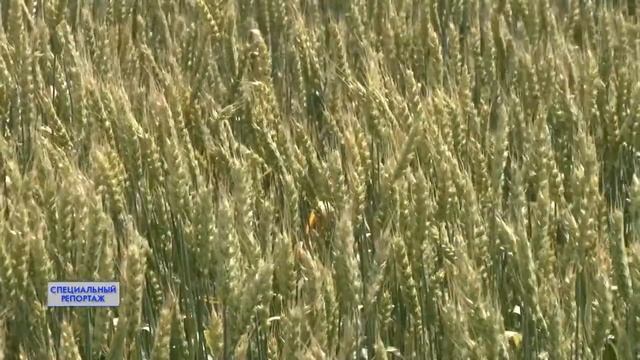 Специальный репортаж. День поля 25.07.22