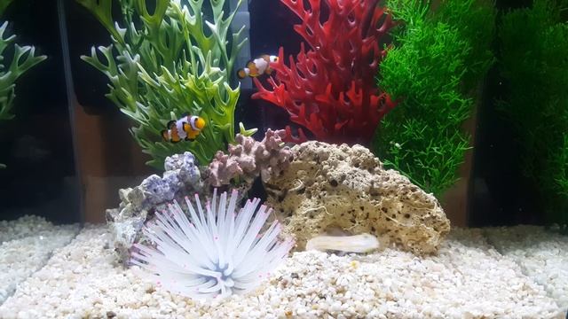 Fish Tank Diaries • Gaby Shares Clown Nugget • My 3 Tanks Update • 02-19-16 Friday