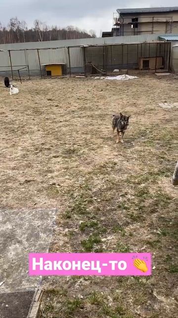 Ураааа гуляем. Все новости в телеграмм Animal_tsarstvo #животные #домашниеживотные