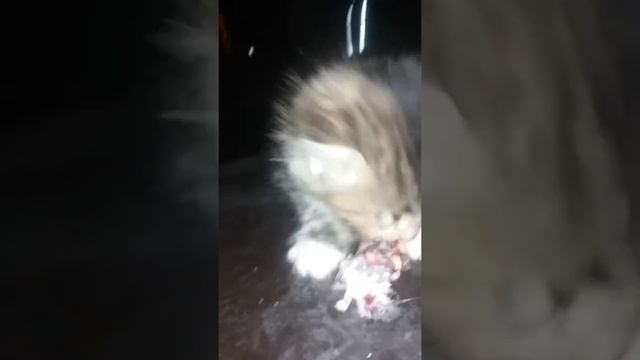 Kitty Eats Mouse. Lmao