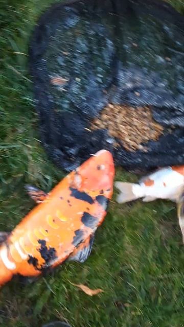 Кои, на зимовку!#декоративныйпруд #карпыкои #кои #осетр #пруд #белуга #осетр #стерлядь