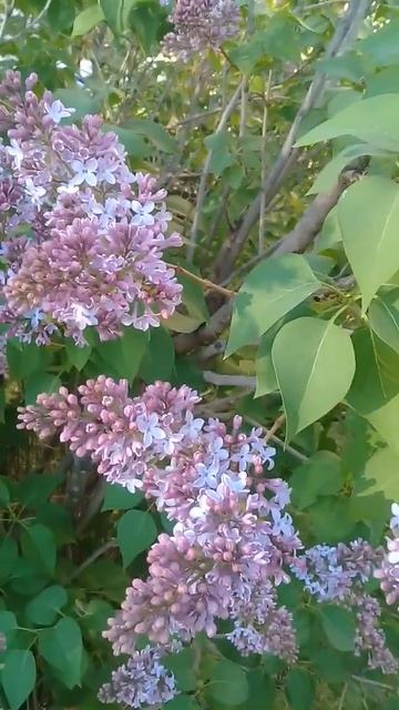 Сирень под моим окном..