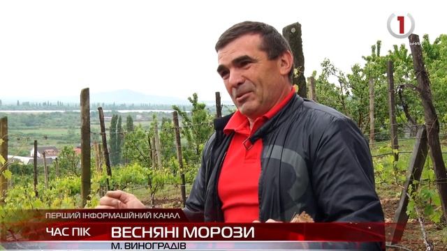 Закарпатський винороб розповів як врятувати врожай від заморозків