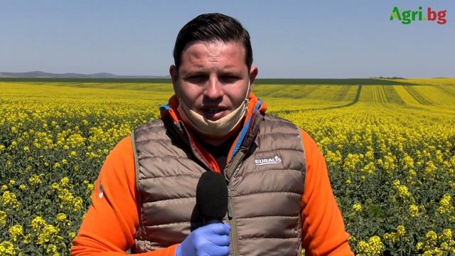 Отлична рапица в Бургаско – без синя китка