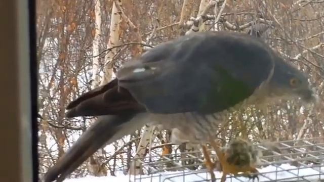 Ястреб вернулся!