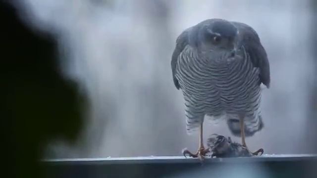 Ястреб-перепелятник завтракает