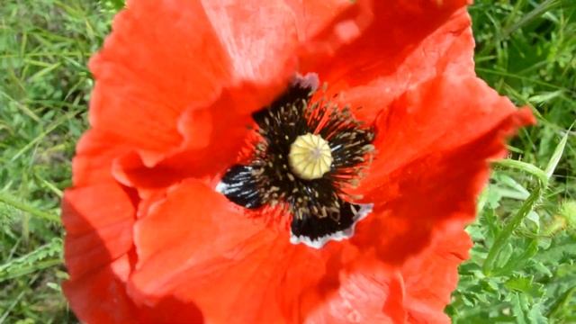 Красный мак