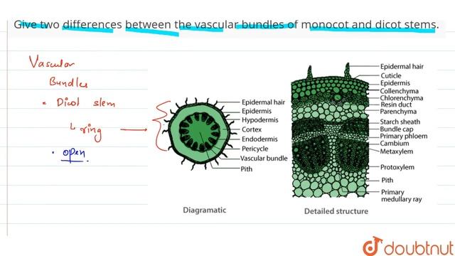 Give Two Differences Between The Vascular Bundles Of Monocot And Dicot Stems.  | 11 | ANATOMY O...
