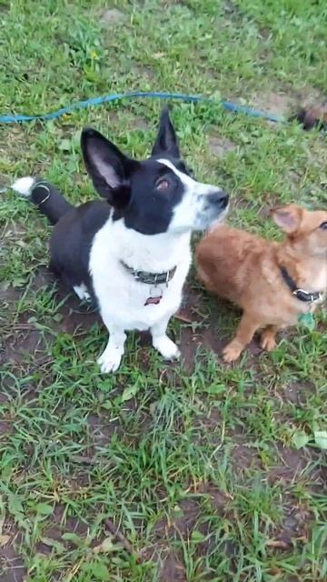 Кнопа, смесь таксы и корги.