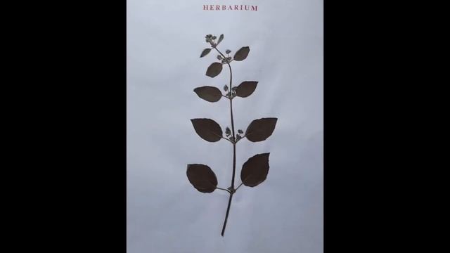 #herbarium /LABIATAE/BOTANY/LAMIACEAE/MINT FAMILY/ BIOLOGY PROJECT/BOTANYPROJECT
