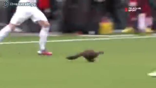 Куница на футбольном поле