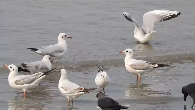 Brown Headed Gulls Floating Near Mumbai's Dadar Beach