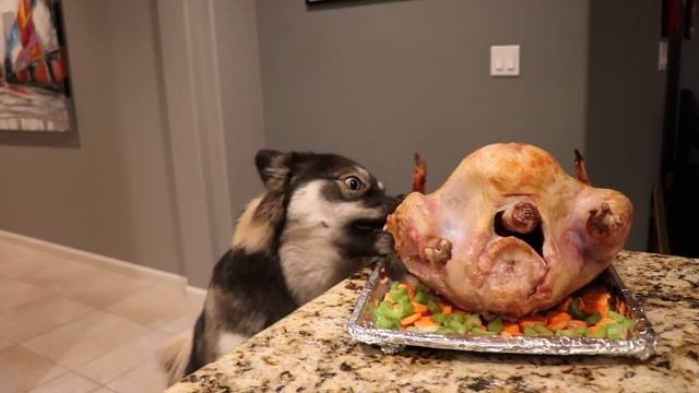 Will My Dog Steal The Thanksgiving Turkey? Spy Cam!