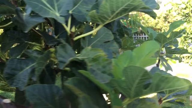 How To Graft Fig Follow Up Video