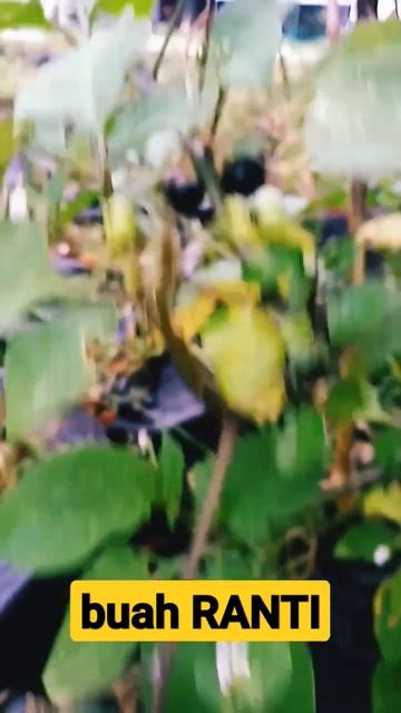 C6aced98d169b6936b3f24ac37c4ef3b