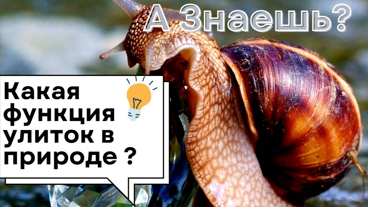 Улитки — больше, чем просто слизняки! Их роль в экосистеме