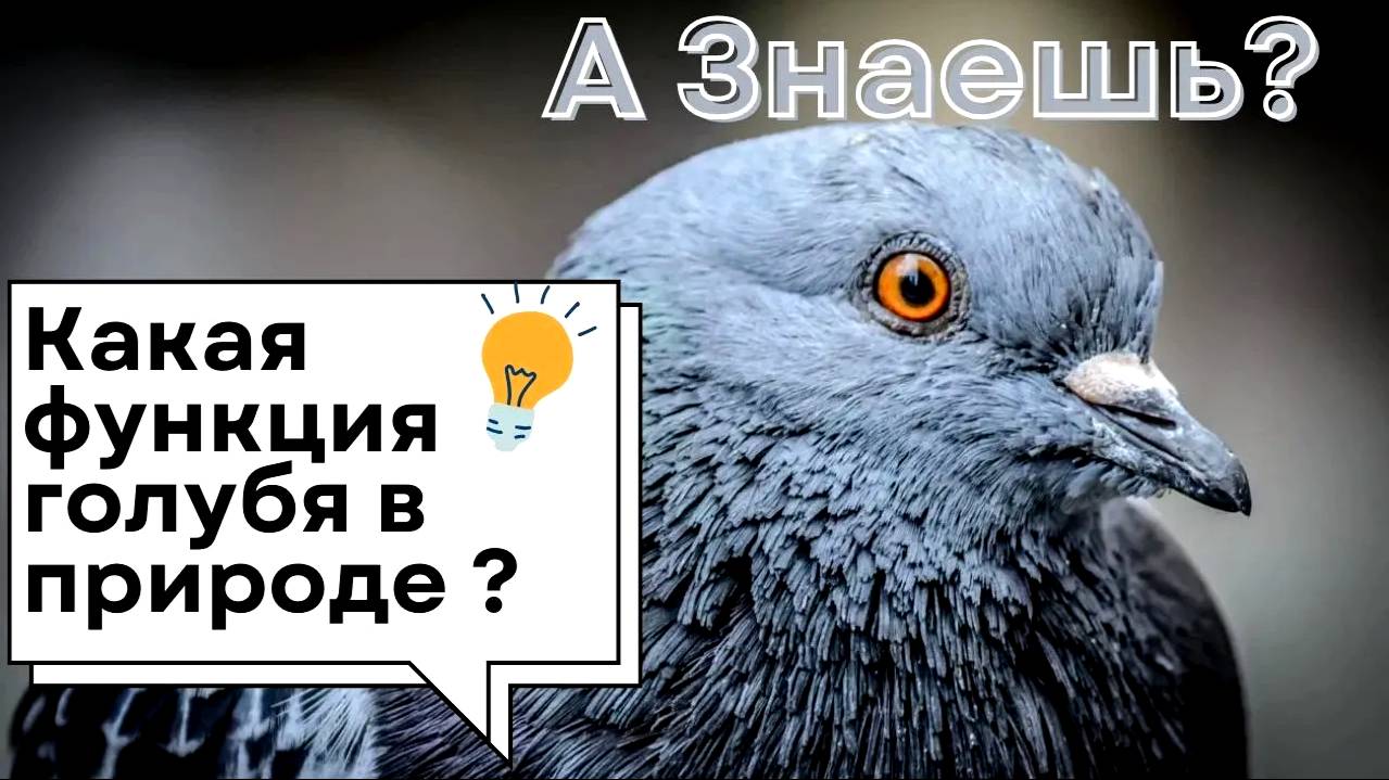 Голуби — вредители или спасители? Вся правда о них!