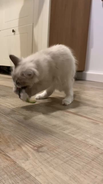 47246a292ef1e62474aee5b0e6bb069e