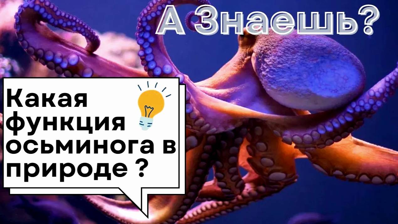 Осьминоги – инопланетяне среди нас? Их способности поражают!