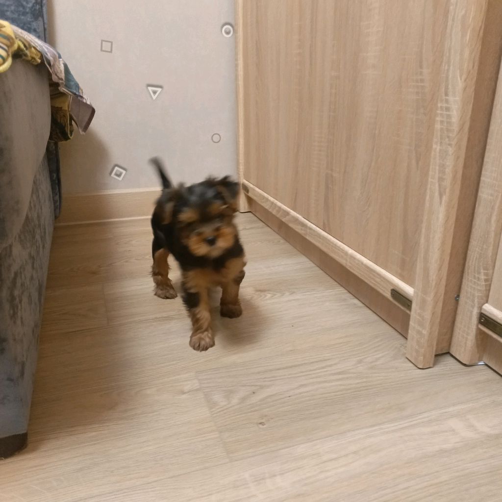 самая старая шкотулка