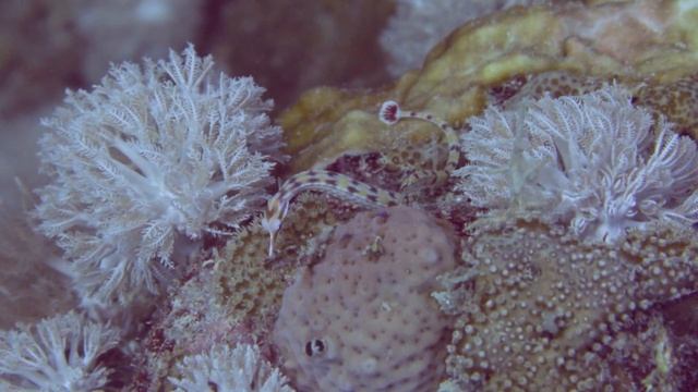 SHARK YOUR SENSES: Sharkschool - Interaction I