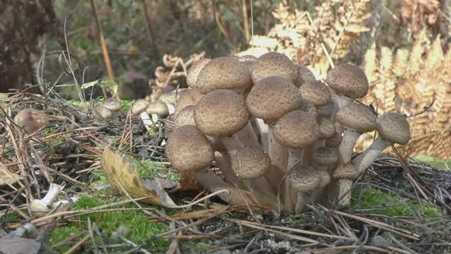 1c14a7d19db054ef063eab26b9122fbb