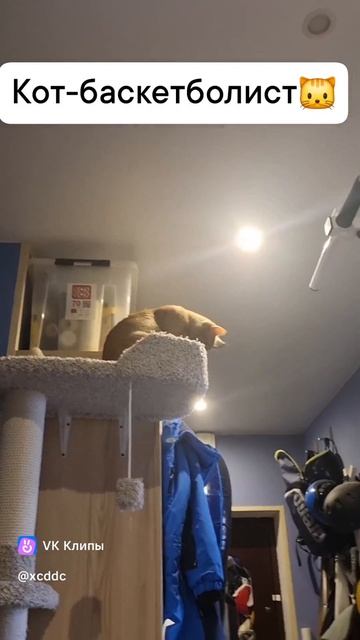 Кот-баскетболист 🐱
