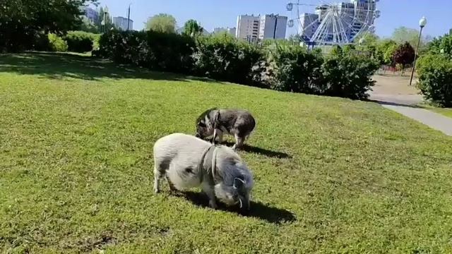 #кабаныцирк                  КАБАНЧИКИ ЧЬИ?