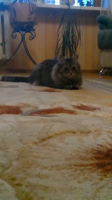 Моя кошка.