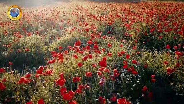 Cd40ef81ffe56235e4cbb2fd29e328cd