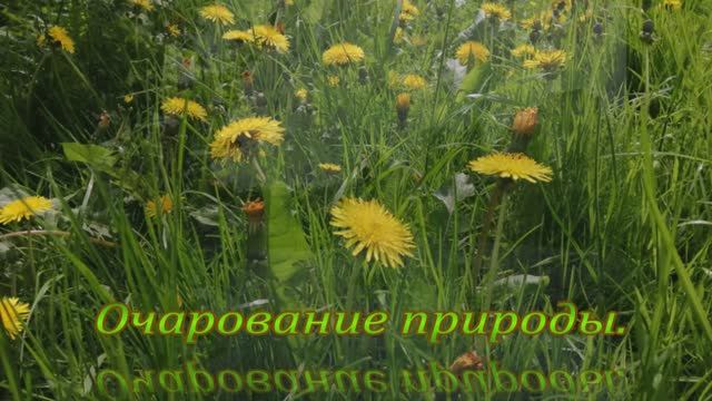 Очарование природы3.