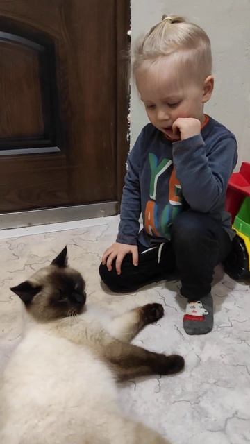 люди бесят котов