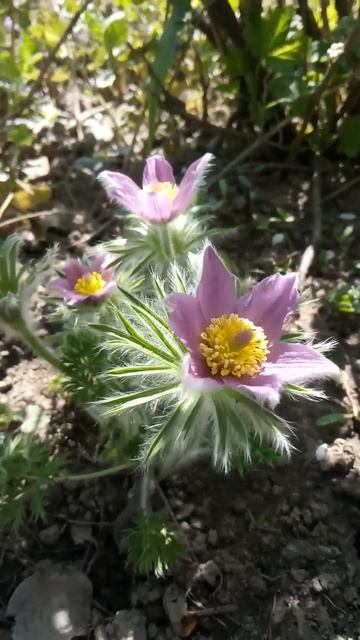 Pulsatilla Patens, Eastern Pasqueflower, Cutleaf Anemone (Pulsatílla Pátens, Anémone Pátens)-2