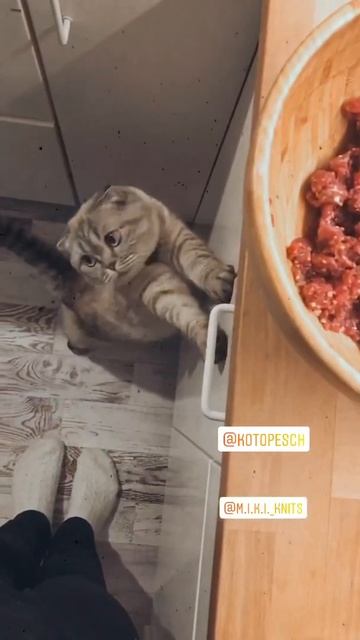 Кот и собака едят сырое мясо  /king charles spaniel & scottishfold cat