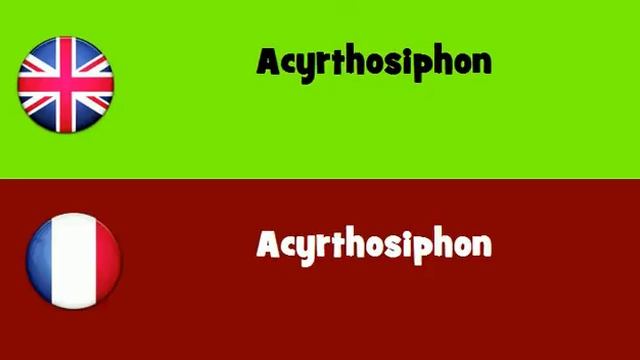 FROM ENGLISH TO FRENCH = Acyrthosiphon