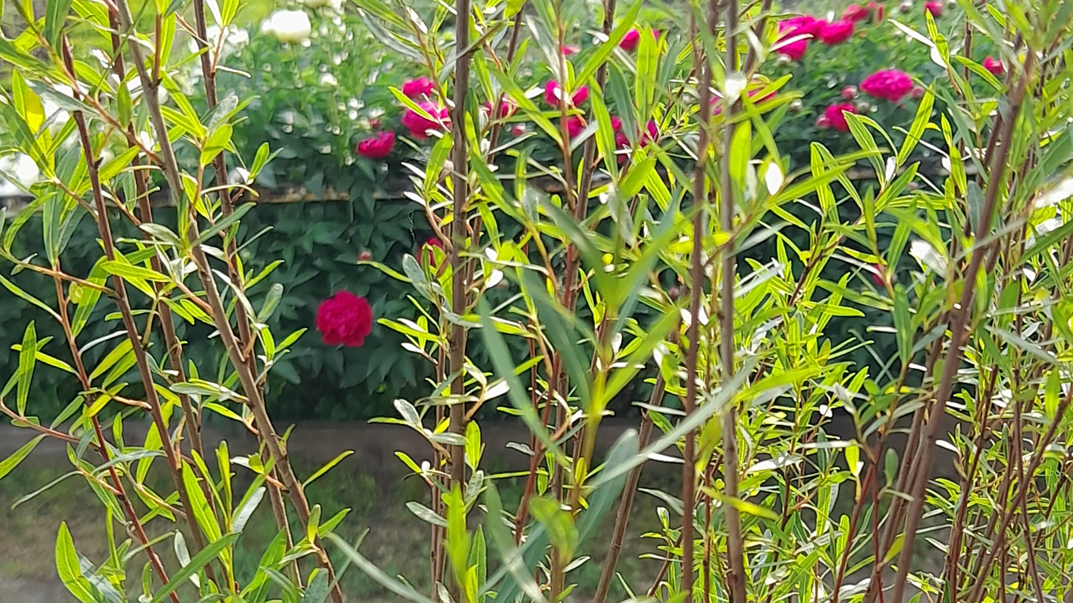 Видовые ивы: пурпурная шаровидная «Нана»; Каспийская тонколистная; Хакуро-нишики; Белая Серебристая