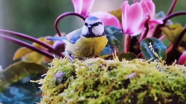 8К Колекція рідкісних птахів світу